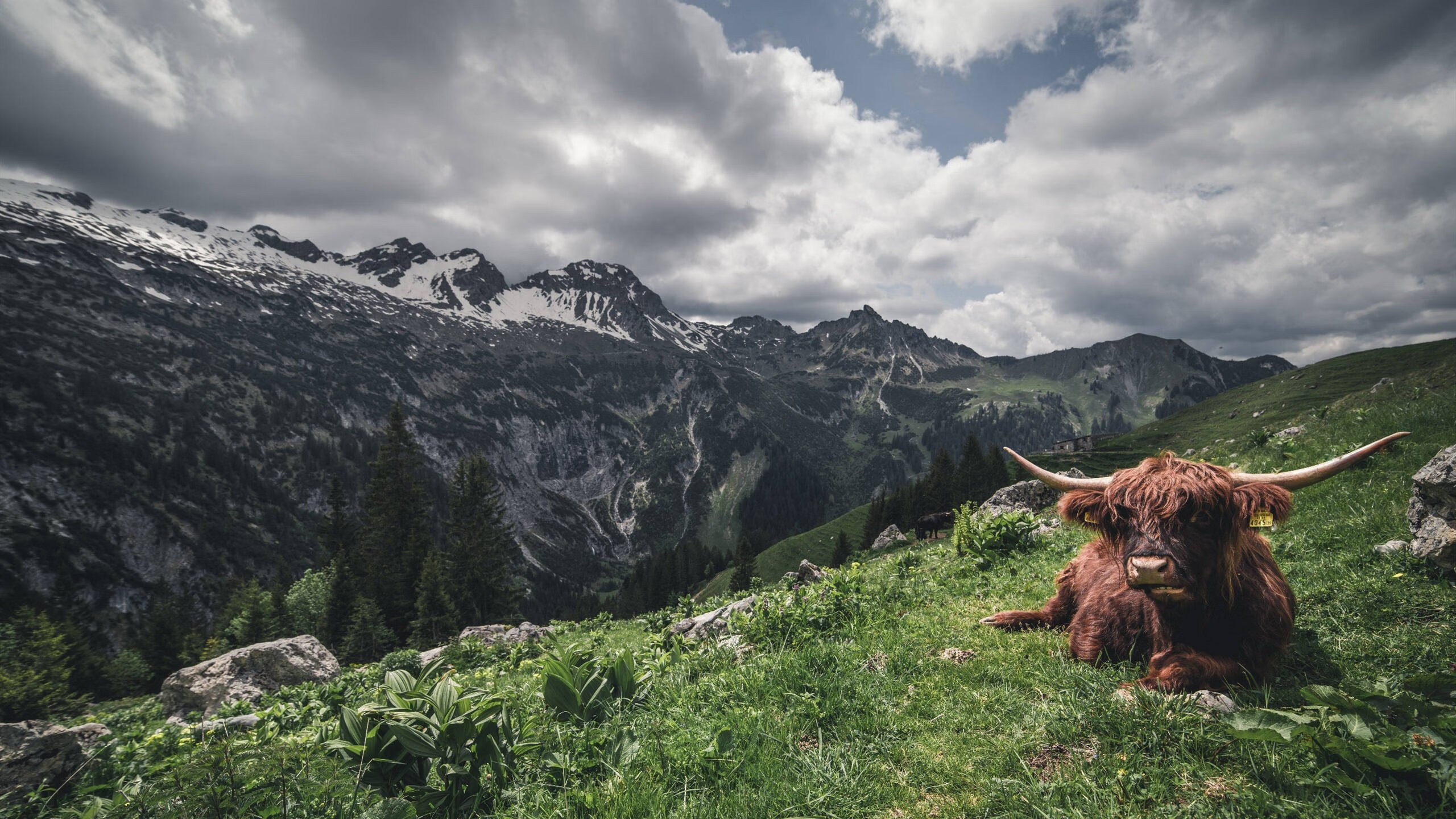 辽宁双星塔图姆附体，末节合砍28分带走北控